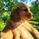 ����� ����� ��������. ���� ������� - ������