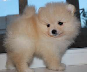 ����� ����� ������������ - ����������� 1