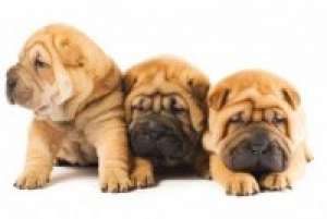 ����� ������ - ����������� 1