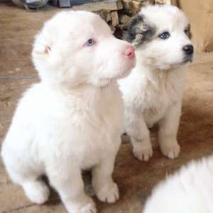 ����� ������. - ����������� 1