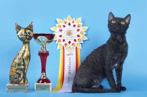 ����� ������ - ����������� 1