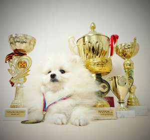 ����� ������ - ����������� 1