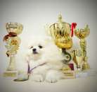 ����� ������