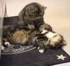 ����� ������ �� ���������������� ������ - ����������� 3