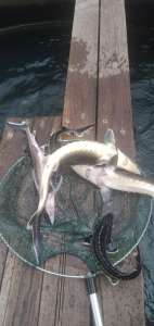 ����� ������ ����� - ����������� 1