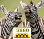 ������� � ����������: ����� ������ ����� �� 2880 ������.