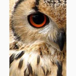 �����, ������ ����� ����� - ����������� 1