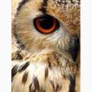 �����, ������ ����� �����