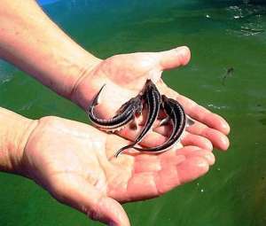 ����� ������, ������. - ����������� 1