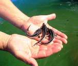 ����� ������, ������.. ������ - �������/�������