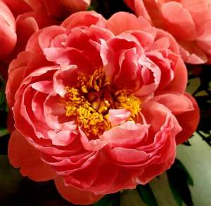 �����. ������ ������ ���� - ����������� 1