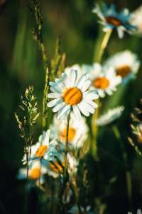 ����� ������ ������� - ����������� 1