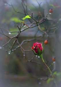 �����, ������ ������� - ����������� 1