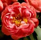 ������� � ����������: ����� ������ �������