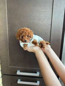 ����� ������ �������� - ����������� 1