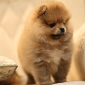 ����� ������ �������� ��� �������������� �� ���������� ������� �� 50���. ������ - ����������� 1