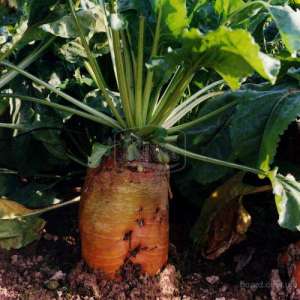 ����� ������ ��������� ������ �������� (ͳ�������) - ����������� 1