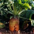 ������� � ����������: ����� ������ ��������� ������ �������� (ͳ�������)