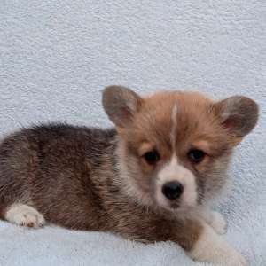 ����� �������, ����� �������� � ������� ���������, ���� 40000��� - ����������� 1