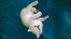 ����� ������� ������ ������� ����������� - ����������� 1