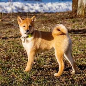 ����� ����-��� (����-���) - ����������� 1