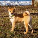 ����� ����-��� (����-���). �������� �������� - �������/�������