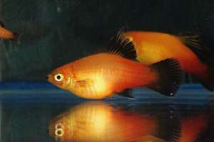 �����. ������� ������� ������� - ����������� 1