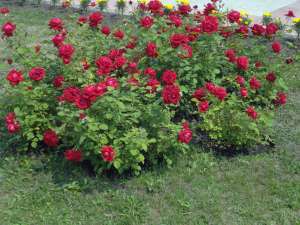 ����� ������� ���������� ���� - ����������� 1