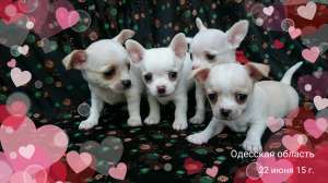 ����� �������� - ����������� 1