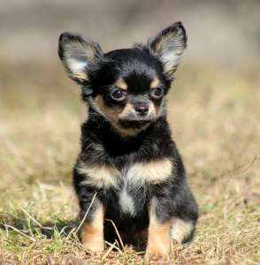 ����� �������� - ����������� 1