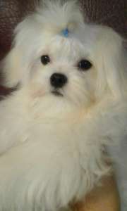 ����� �������� - ����������� 1