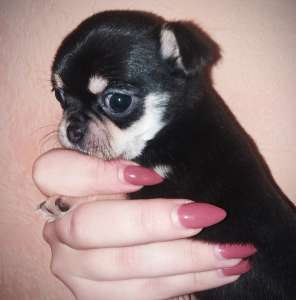 ����� �������� - ����������� 1