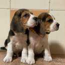 ����� �������� � ����������� - ����������� 2