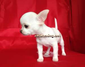 ����� �������� �� ������������ ��������� - ����������� 1