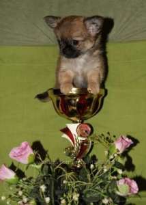 ����� �������� �� ����������������� ��������� - ����������� 1