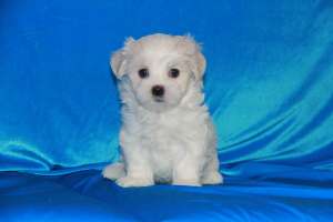 ����� �������� ���� - ����������� 1