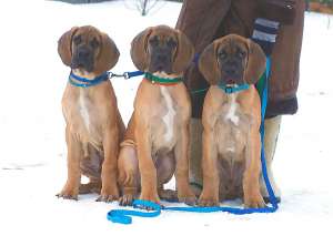 ����� �������� ����� ��������� ���� - ����������� 1