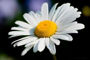 �����, �������� ������ . ������� � ������� - ����������� 1