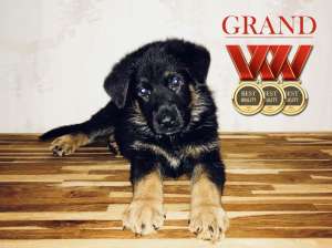 ����� �������� ������� - ����������� 1