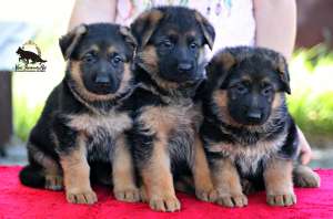 ����� �������� �������. � ����������� �����. �������! - ����������� 1