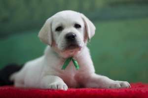 ����� �������� ��������� ��������� - ����������� 1