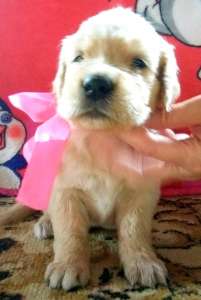 ����� ��������� - ����������� 1