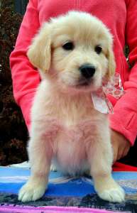 ����� ��������� - ����������� 1