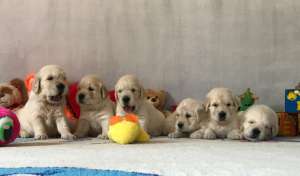 ����� ��������� - ����������� 1