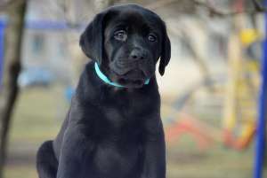 ����� ��������� - ����������� 1