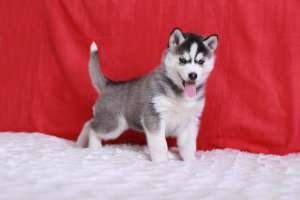 ����� ��������� ����� - ����������� 1