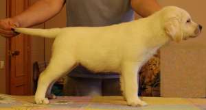 ����� ��������� ������� - ����������� 1