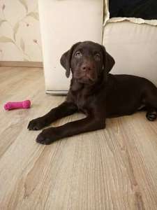 ����� ��������� �������� (���������� �����) - ����������� 1