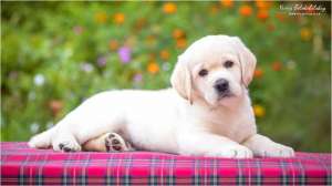 ����� ��������� ��������� �������� ������ - ����������� 1