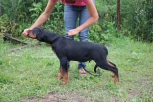 ����� ���������� � ����������� ��� - ����������� 1